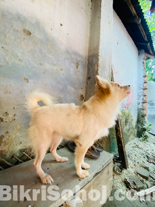 এমিরিকান স্পিচ কুকুর